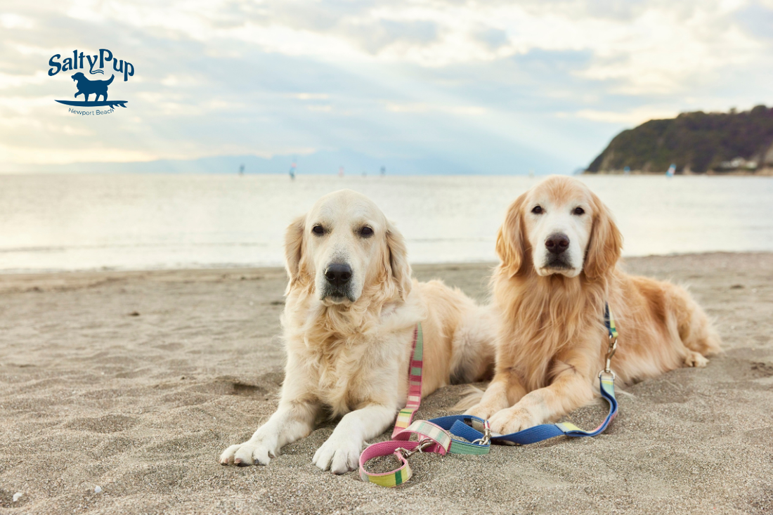 Two bigger dogs posing at the beach in the sand looking at the camera