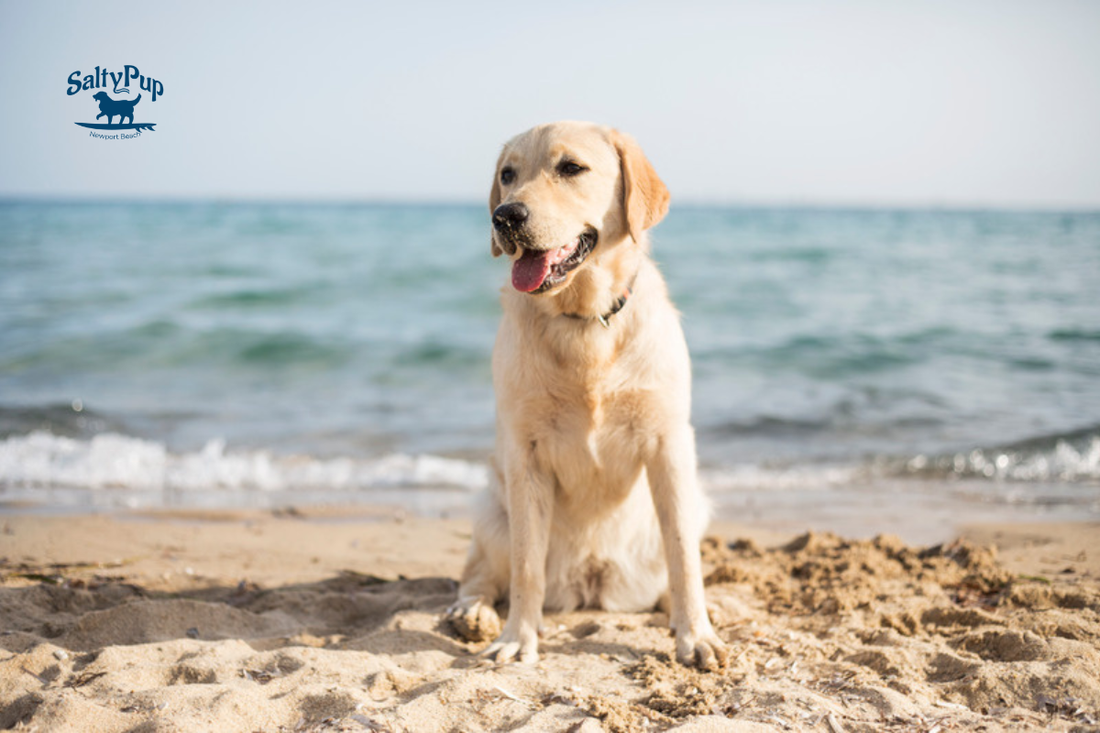 Yellow lab sitting tall in the sand at the beach