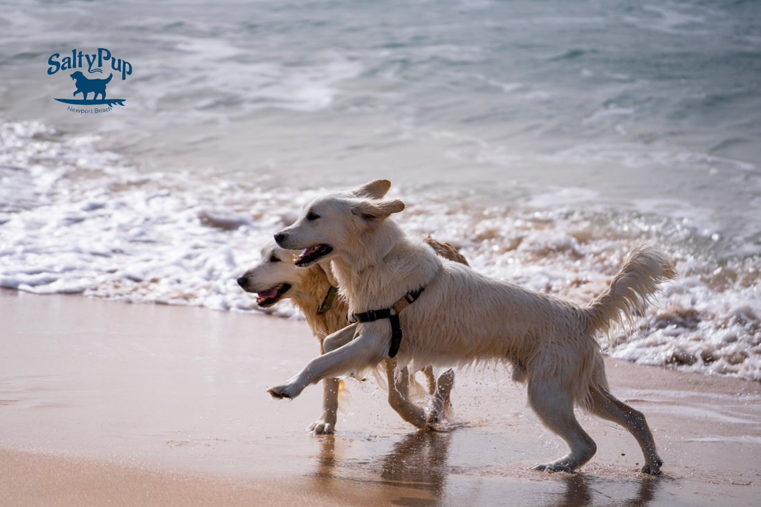 Two dogs playing in the waves at the beach with each other
