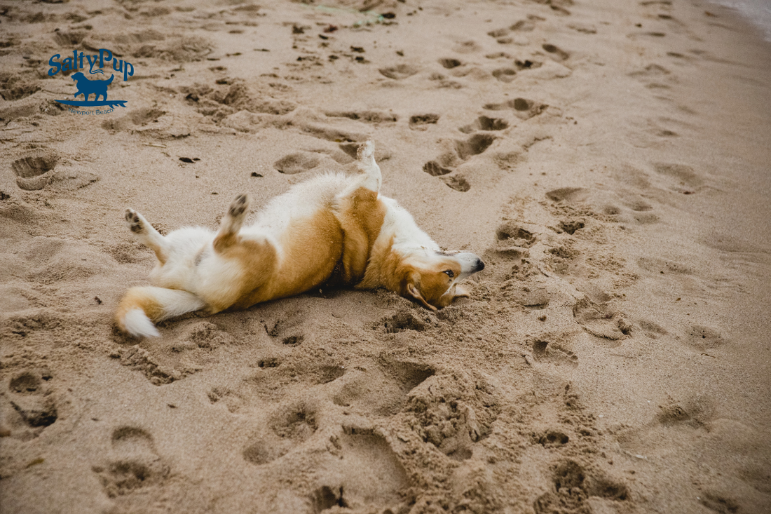 Dog rolling on his back in the sand having a blast