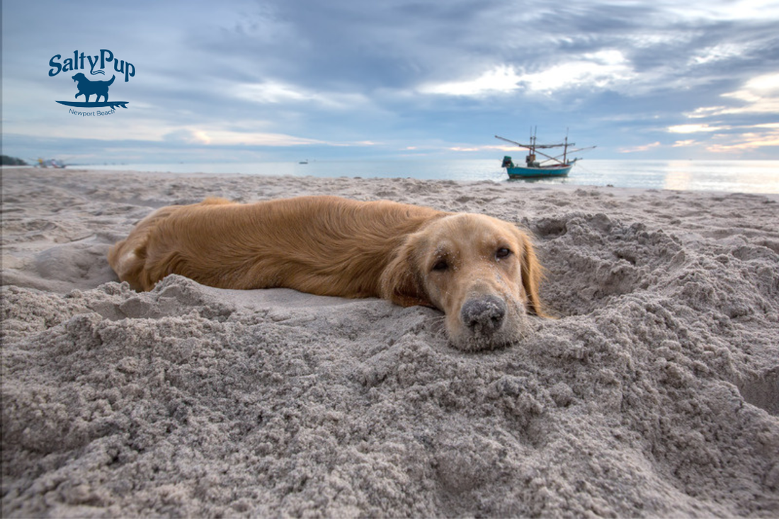 Dog in the sand at the beach facing you looking sweet