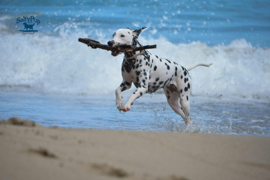a Dalmation with a stick in its mouth running through the waves